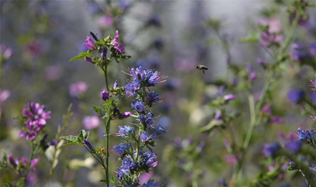 Damit es weiterhin blüht, summt und brummt: Landwirtschaft und Artenschutz können Hand in Hand gehen, sind Experten überzeugt. Fotos: Archiv/Naturparkzentrum Zaberfeld