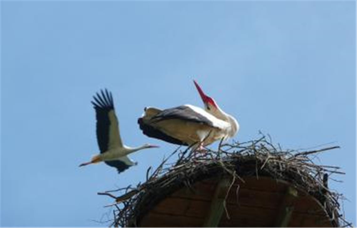 Damit sich wie auf diesem Bild unseres Lesers Wolfgang Kroh Störche häuslich einrichten können, hat die Gemeinde Ötisheim auf dem Kelterdach eine Nisthilfe installiert. 