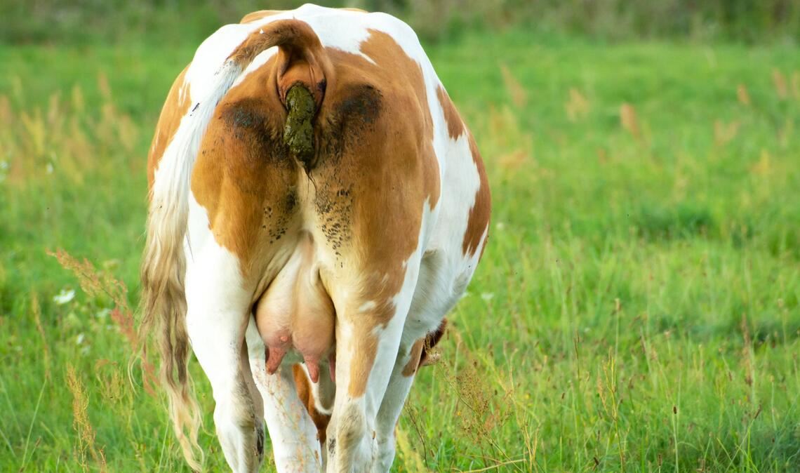 Darben fürs Klima? Kühe setzen Unmengen an Treibhausgasen frei. Weniger Fleisch essen, bedeutet weniger CO2 in der Atmosphäre.