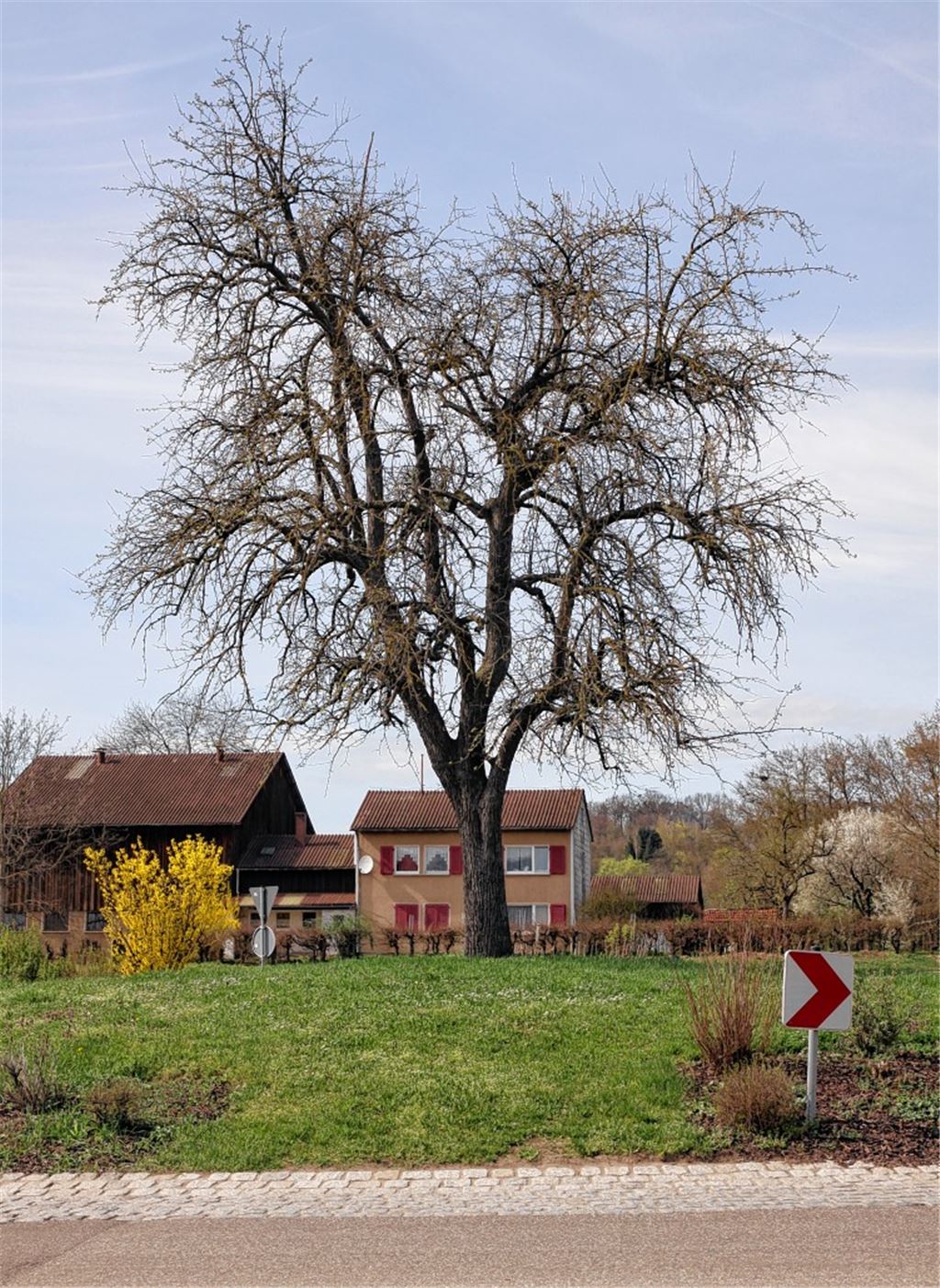 Darf der Baum stehen bleiben? Archivfoto: Franz