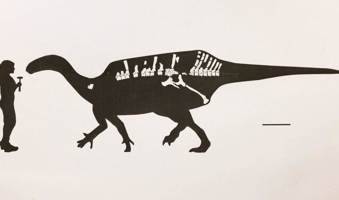 Dinosaurier mit Hautsegel entdeckt Darstellung von Istiorachis macaruthurae im Vergleich zum Menschen
