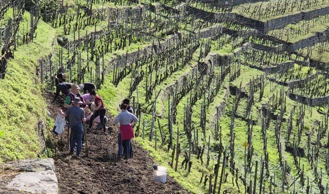 Das Arbeitsfeld des Roßwager Steillagenkollektivs. Foto: privat