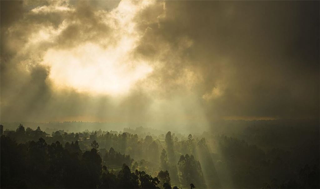 Das Bild zeigt einen Wald in Kenia. (Archivbild)