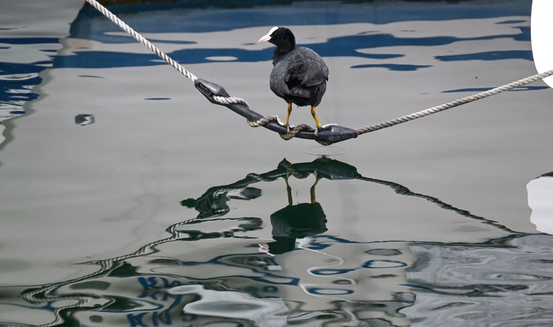 Das Blässhuhn spiegelt sich im Bodensee wider.