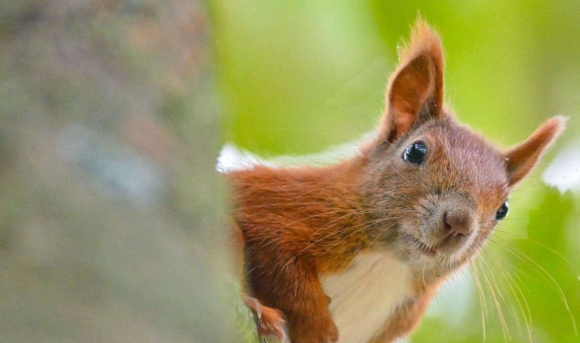 Das Eichhörnchen ist das Gartentier des Jahres 2026 (Symbolfoto).