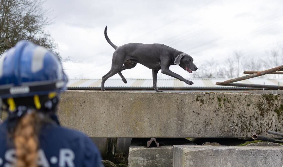Das Epizentrum des Bebens lag laut dem Erdbebendienst des Landes in Kippenheim (Symbolbild).