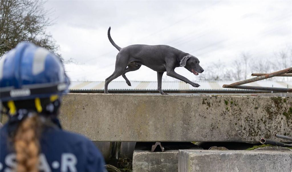 Das Epizentrum des Bebens lag laut dem Erdbebendienst des Landes in Kippenheim (Symbolbild).
