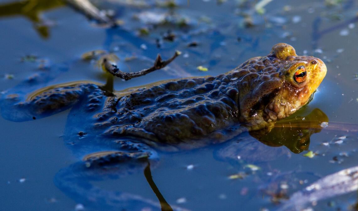 Das Erdkröten-Weibchen legt bis zu 6.000 Eier ab. (Archivbild)