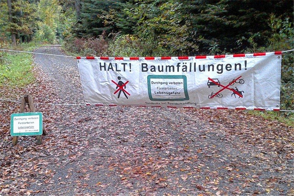 Borkenkäfer macht Baumfällungen nötig Borkenkäfer macht Baumfällungen nötig