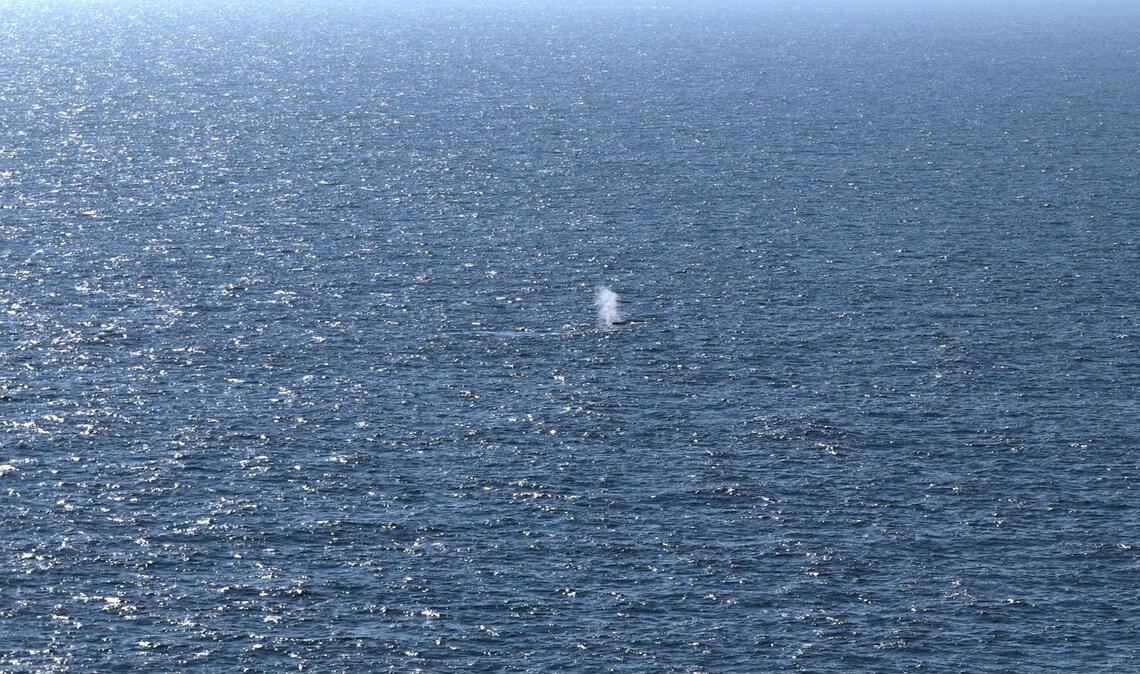 Das Foto zeigt vermutlich den Blas, die ausgeatmete Atemluft, des Buckelwals, der am Samstagmorgen in der Nordsee freigesetzt wurde.