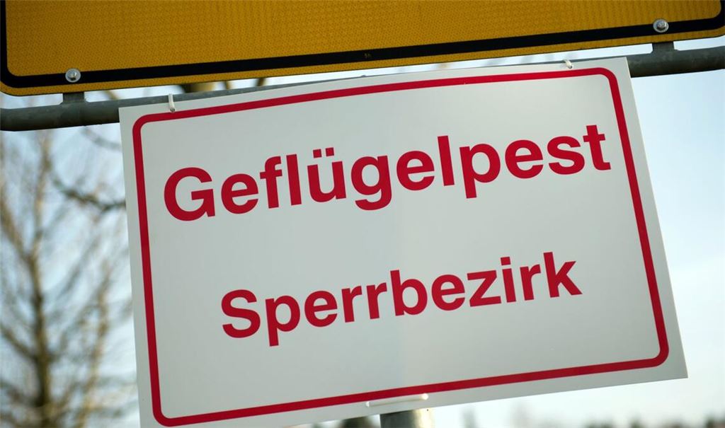 Das Friedrich-Loeffler-Institut für Tiergesundheit rechnet mit einem Andauern der Geflügelpest und einer Ausdehnung auch weiter nach Süden. (Illustration)