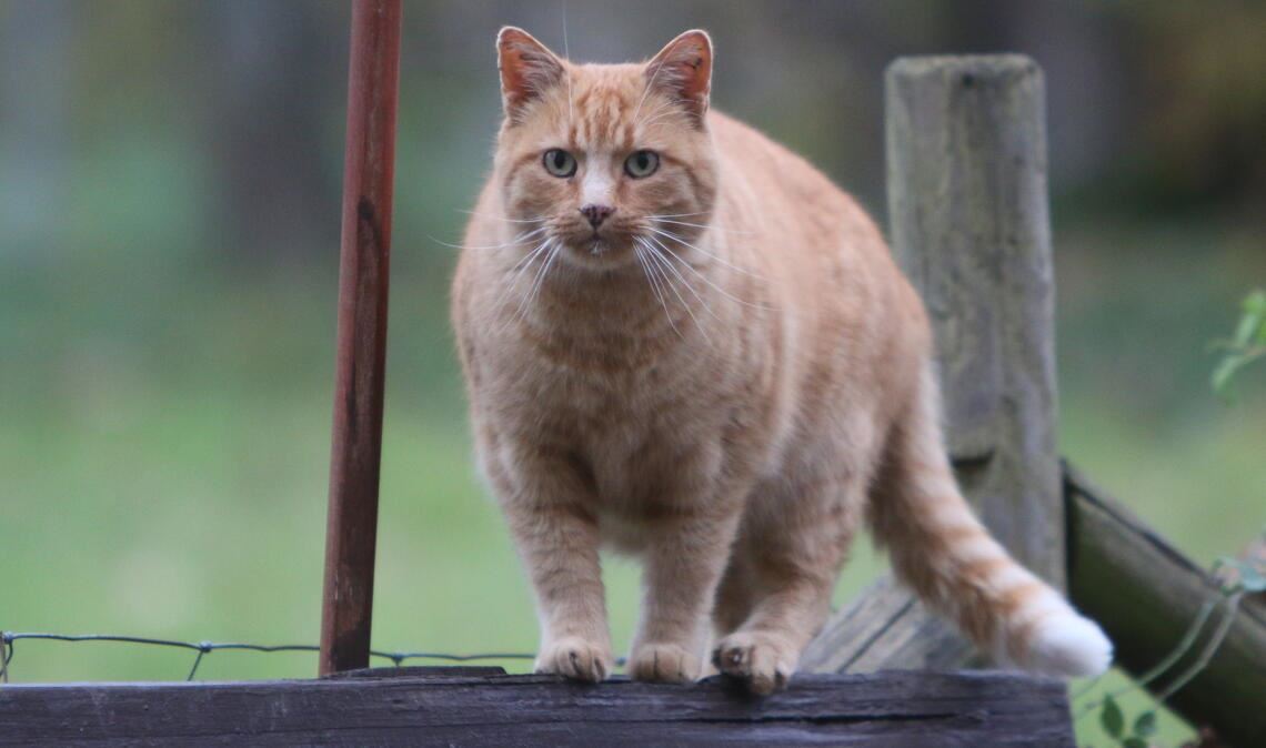 Das Gartengrundstück von Familie Mussog ist für mehrere Katzen eine Anlaufstelle, um Futter zu bekommen und eine (warme) Schlafstelle zu finden. Foto: privat