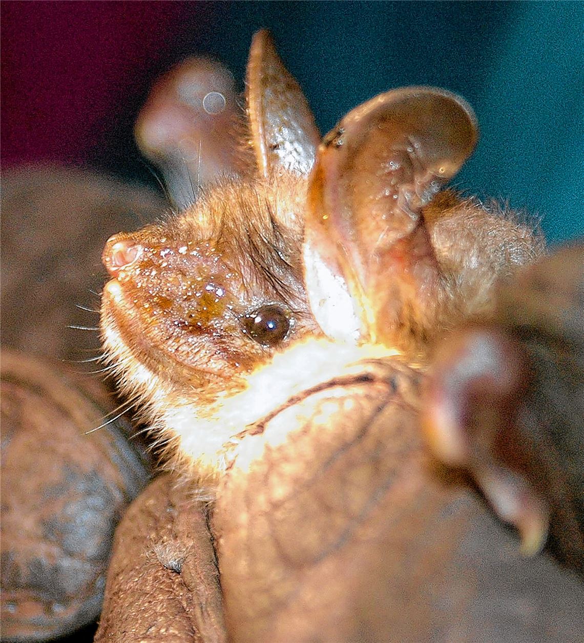 Das Große Mausohr. Fotos: Lechner