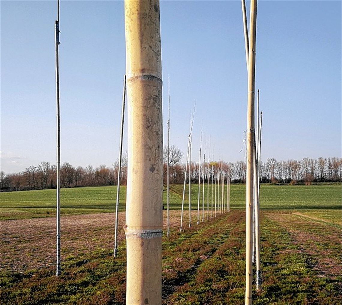 Hopfenstangen dürfen im Boden bleiben