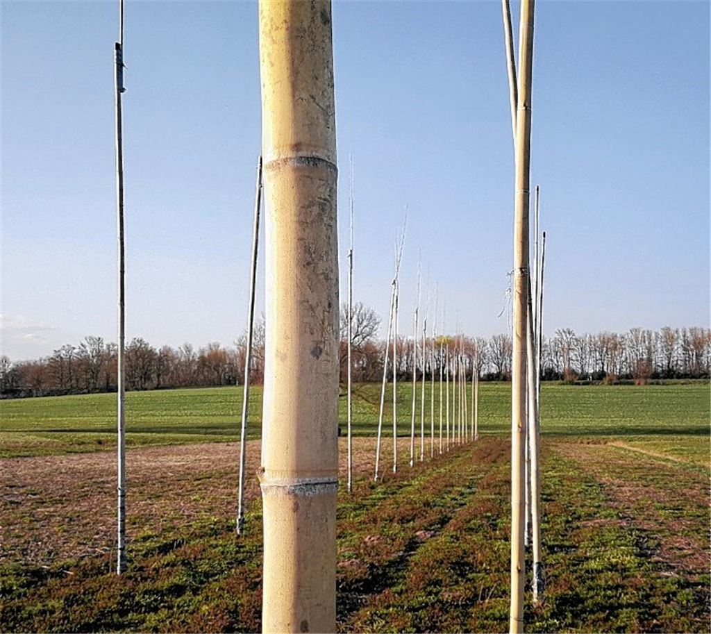 Hopfenstangen dürfen im Boden bleiben