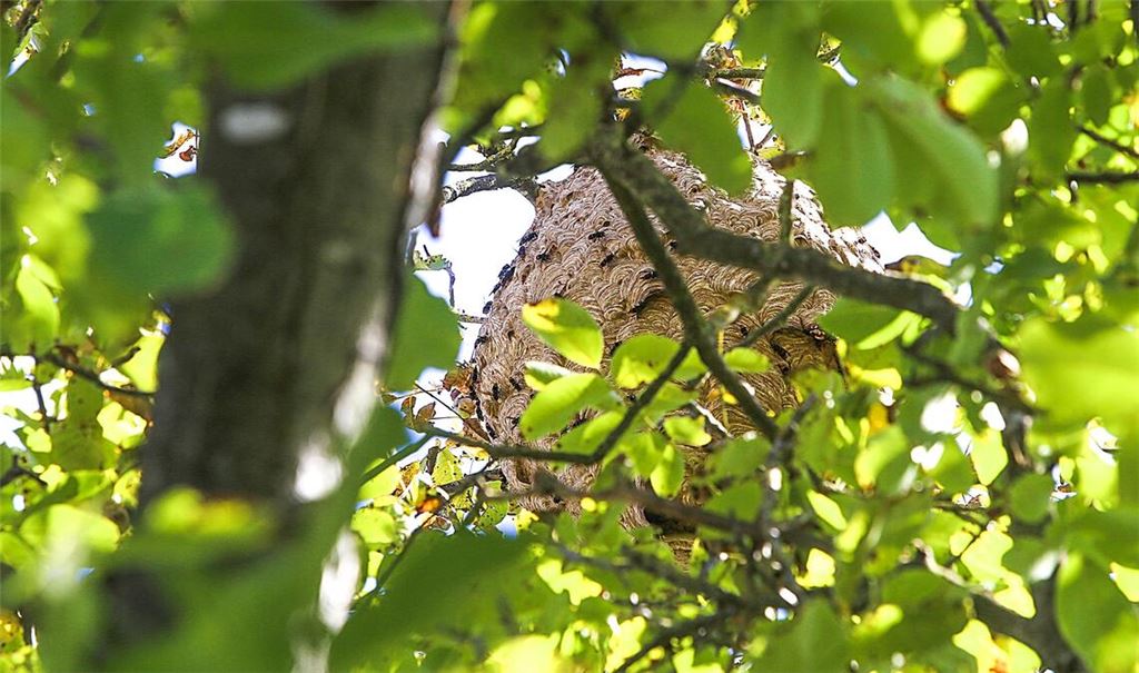Das Hornissennest auf einem Nussbaum in Dürrmenz vor dem Einsatz der Schädlingsbekämpfer. Fotos: Schüller