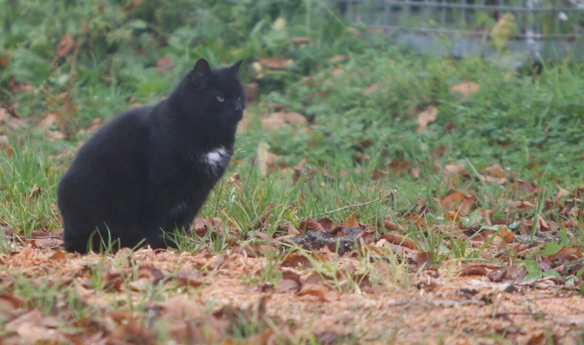 Das Katzenleben ist hart, wenn das Tier auf sich allein gestellt ist. Daher gilt es, eine unkontrollierte Vermehrung zu verhindern. Foto: Archiv
