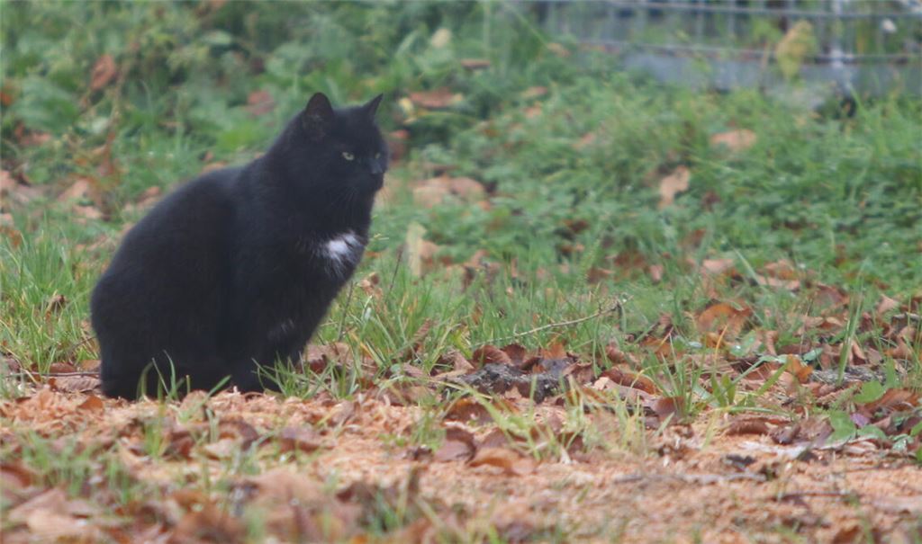 Das Katzenleben ist hart, wenn das Tier auf sich allein gestellt ist. Daher gilt es, eine unkontrollierte Vermehrung zu verhindern. Foto: Archiv