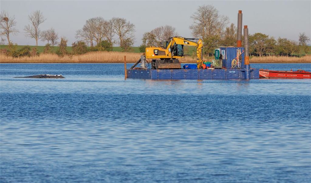 Das Konzept der privaten Initiative zur Rettung des Buckelwals ist wohl überholt.