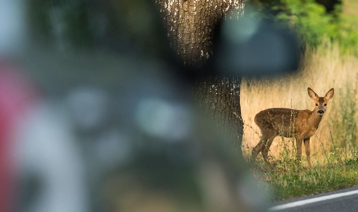 Das Landgericht Baden-Baden hat die Verurteilung eines Jägers wegen unrechtmäßigen Kassierens von Entschädigungen nach Wildunfällen im Wesentlichen bestätigt. (Symbolbild)