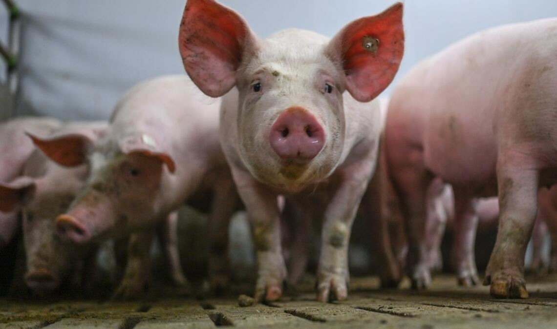 Das Logo zeigt fünf Stufen mit Anforderungen an die Haltung im Stall. (Archivbild)