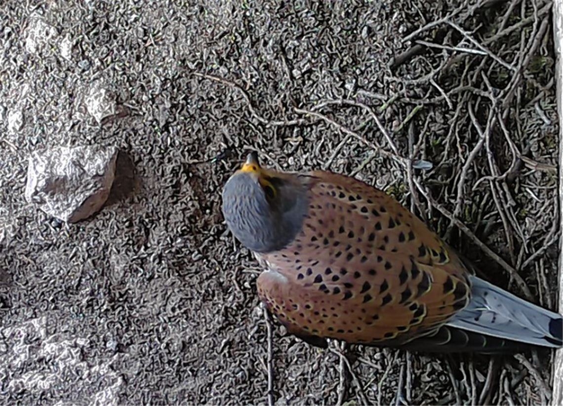 Blick in die Kinderstube der Turmfalken