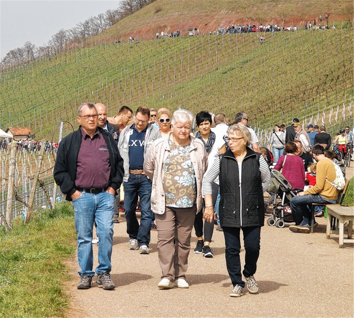 Tausende Besucher flanieren durch Weinberge Tausende Besucher flanieren durch Weinberge