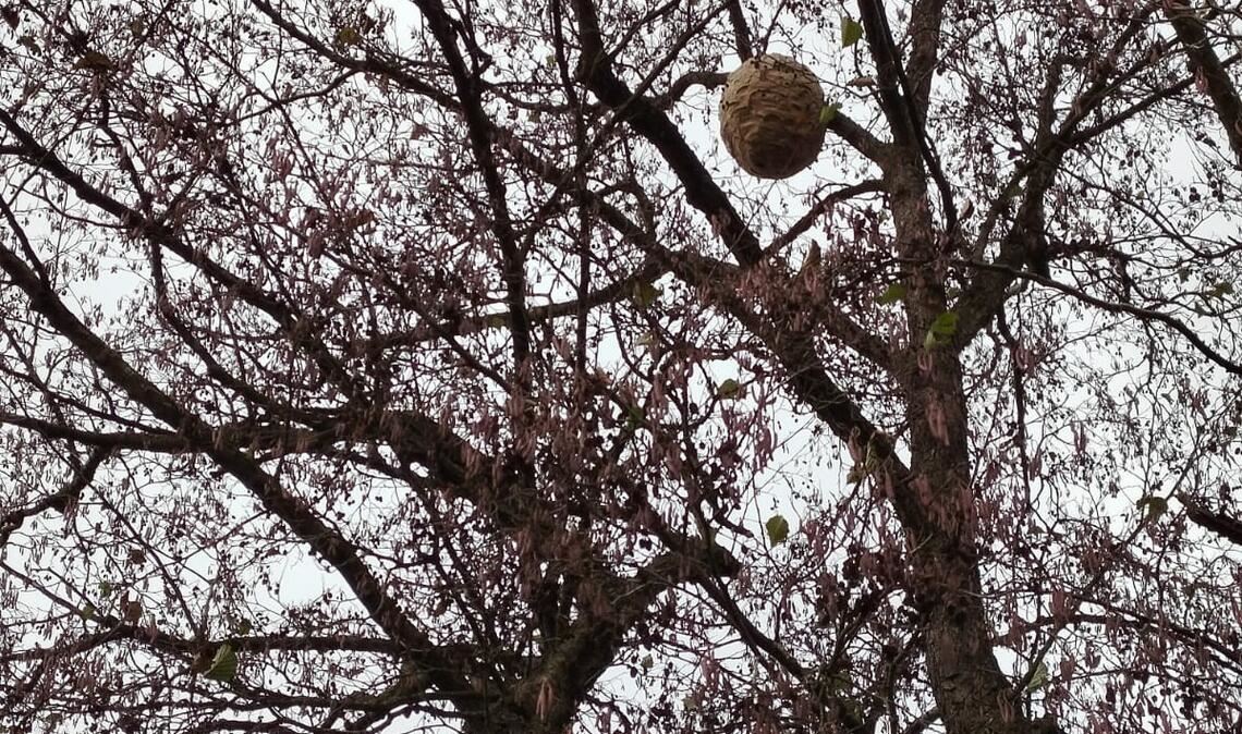 Das Nest hat Stadtrat Ulrich Hagenbuch im Herbst an der Enz in seinem Heimatort Lomersheim fotografiert.Foto: privat