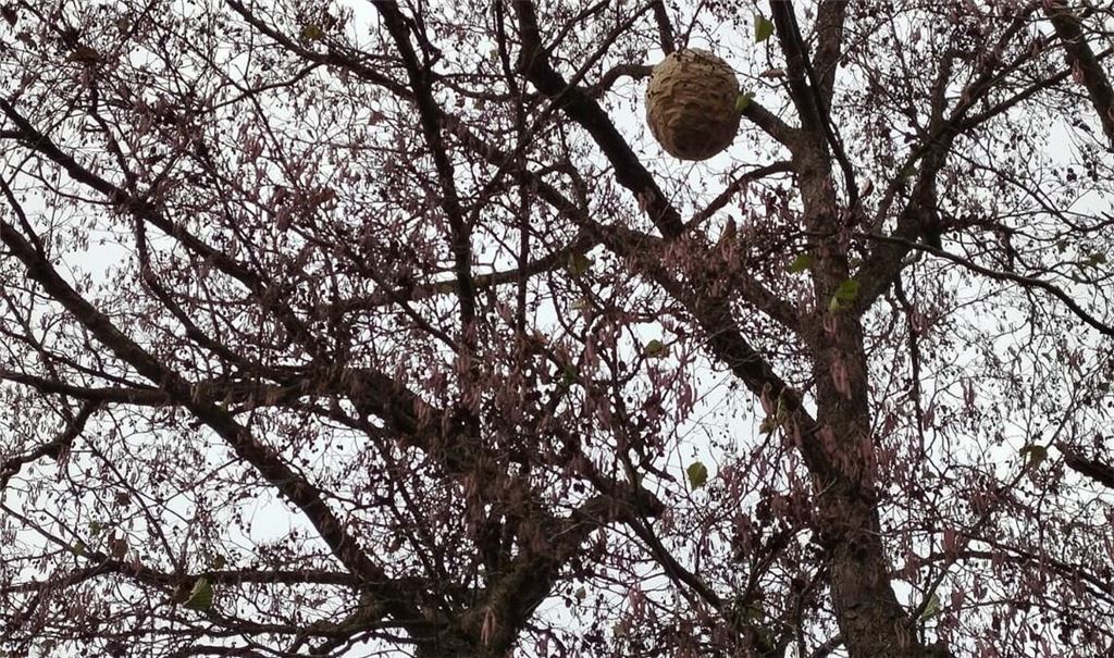 Das Nest hat Stadtrat Ulrich Hagenbuch im Herbst an der Enz in seinem Heimatort Lomersheim fotografiert.Foto: privat