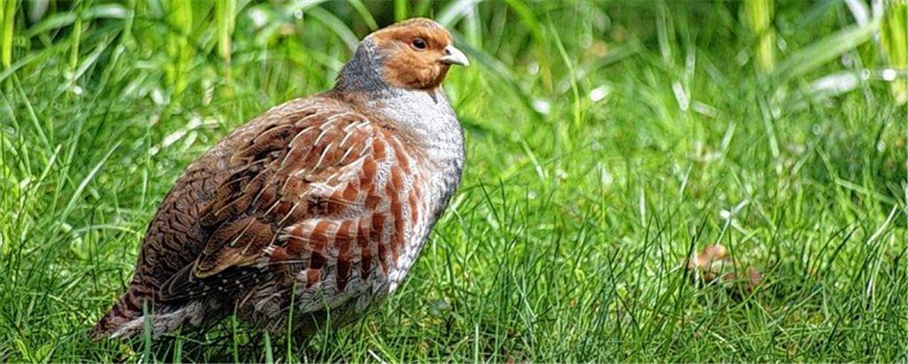 Schlechte Aussichten für bedrohten Feldvogel
