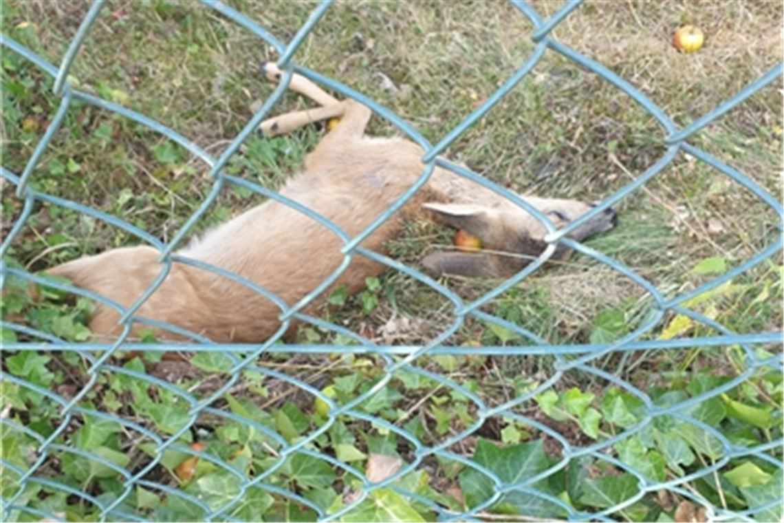 Das Reh – auf seiner Flucht gestoppt durch Zäune – wird durch Hundebisse so schwer verletzt, dass es mit dem Gnadenschuss erlöst werden muss. Foto: privat