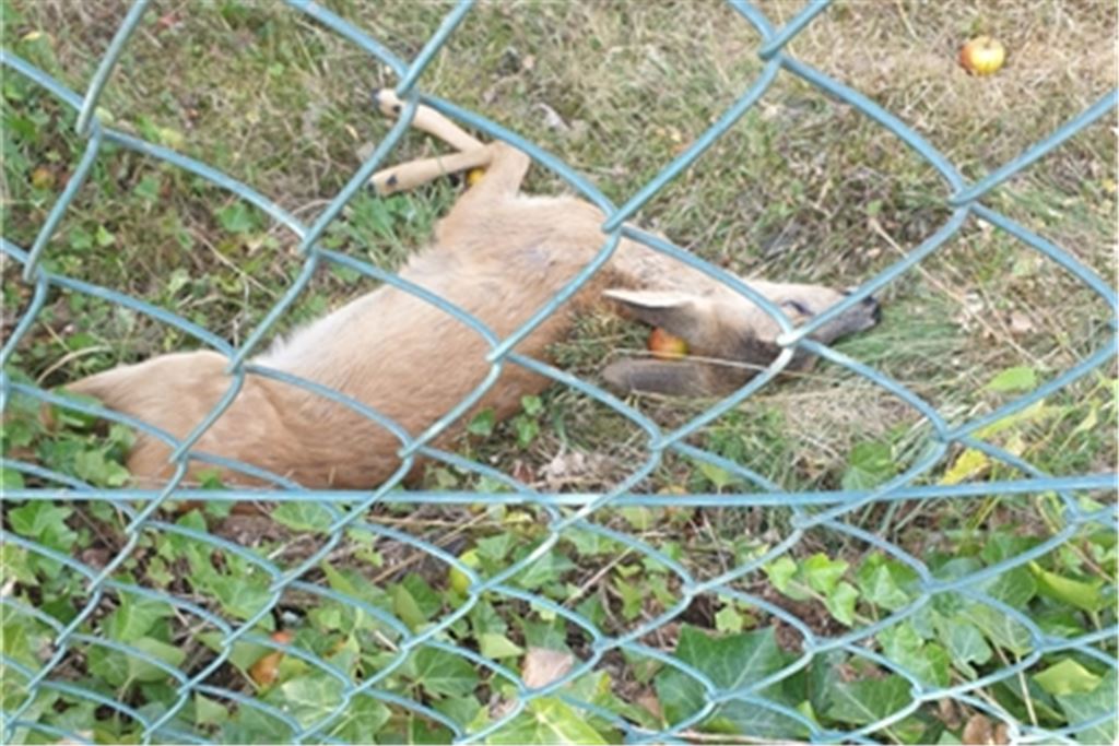 Das Reh – auf seiner Flucht gestoppt durch Zäune – wird durch Hundebisse so schwer verletzt, dass es mit dem Gnadenschuss erlöst werden muss. Foto: privat
