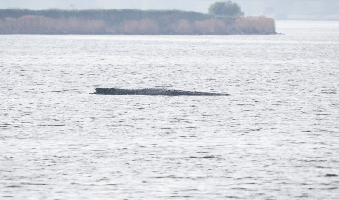 Das Schicksal des Buckelwals bewegt die Menschen.