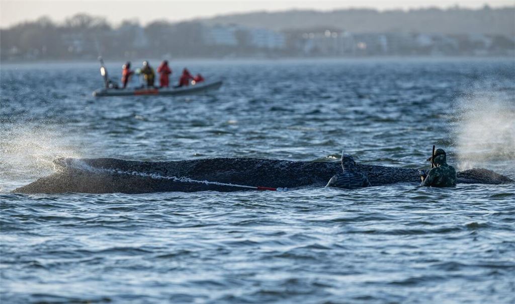 Das Schicksal des Wals wird auch international verfolgt.