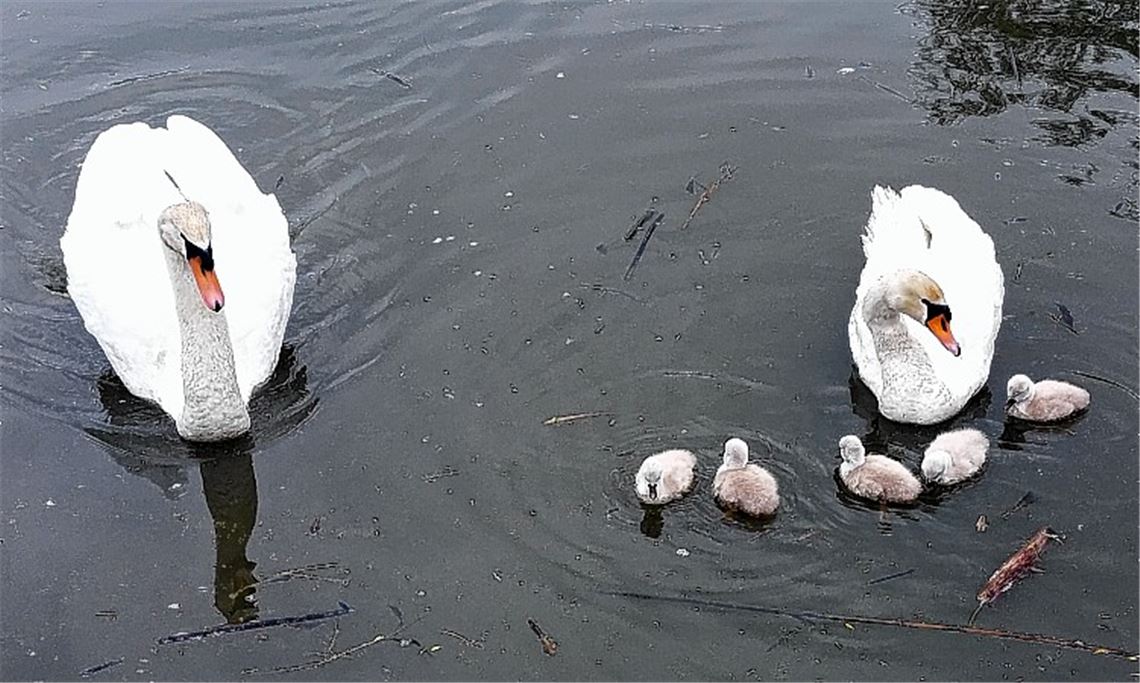 Schwäne erleiden hartes Schicksal