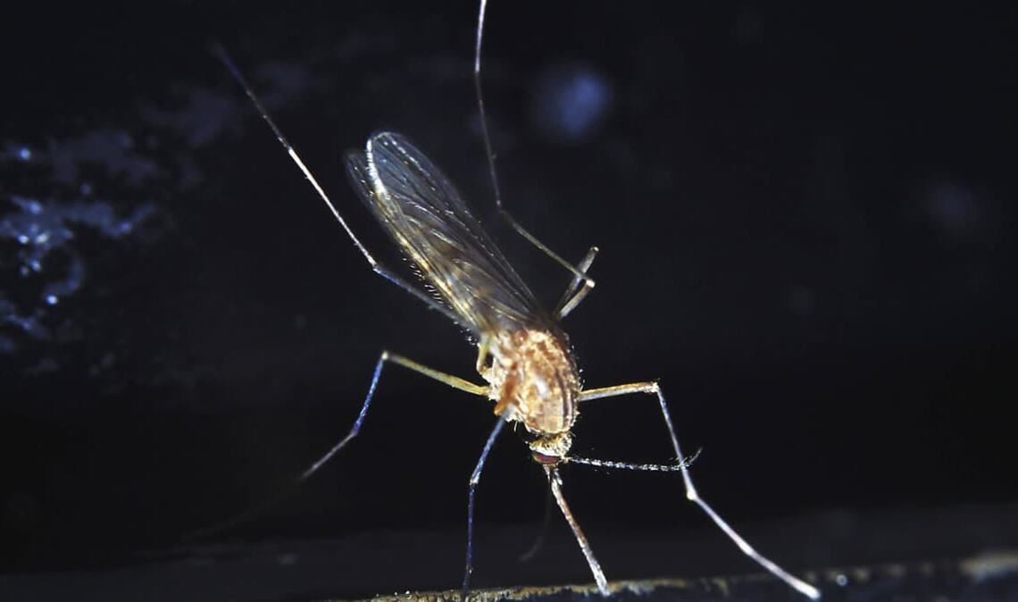 Das Sindbis-Virus wurde 1952 entdeckt, nachdem man mehrere Stechmückenarten (Culex pipiens und C. univittatus) aus einem Teich in der Nähe des Dorfes Sindbis, etwa 30 km nördlich von Kairo in Ägypten auf mögliche Erreger einer ausgebrochenen fiebrigen Erkrankung untersuchte.