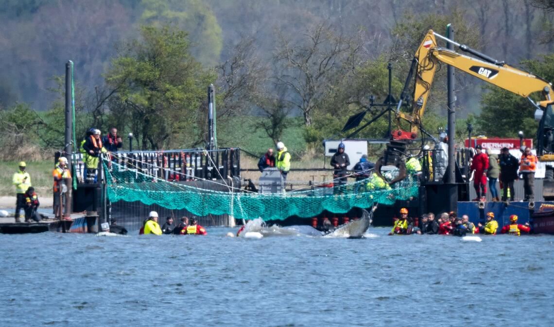 Das Tier bewegte sich durch eine zuvor ausgebaggerte Rinne in die sogenannte Barge, nachdem Helfer ihn zuvor mit Gurten in diese Richtung gezogen hatten.