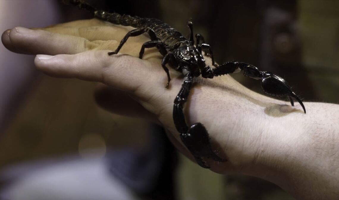Das Tier hat sich laut Polizei sich in einem Holzhaufen befunden (Symbolbild).