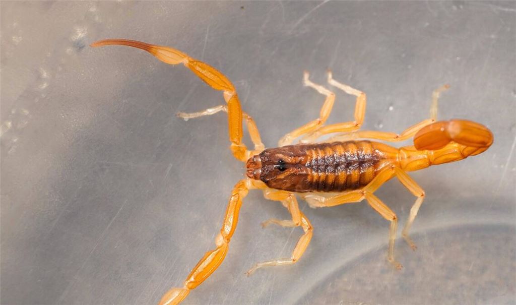 Das Tier hat sich laut Polizei sich in einem Holzhaufen befunden (Symbolbild).