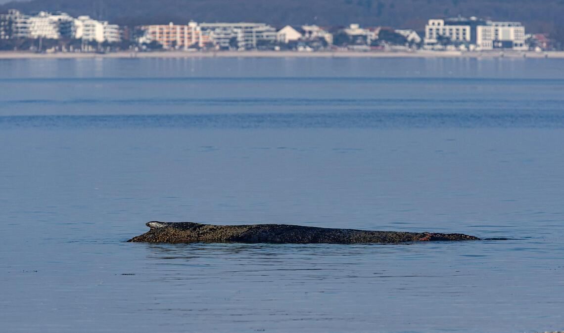 Das Tier ist in der Nacht auf eine Art Sandbank aufgeschwommen.