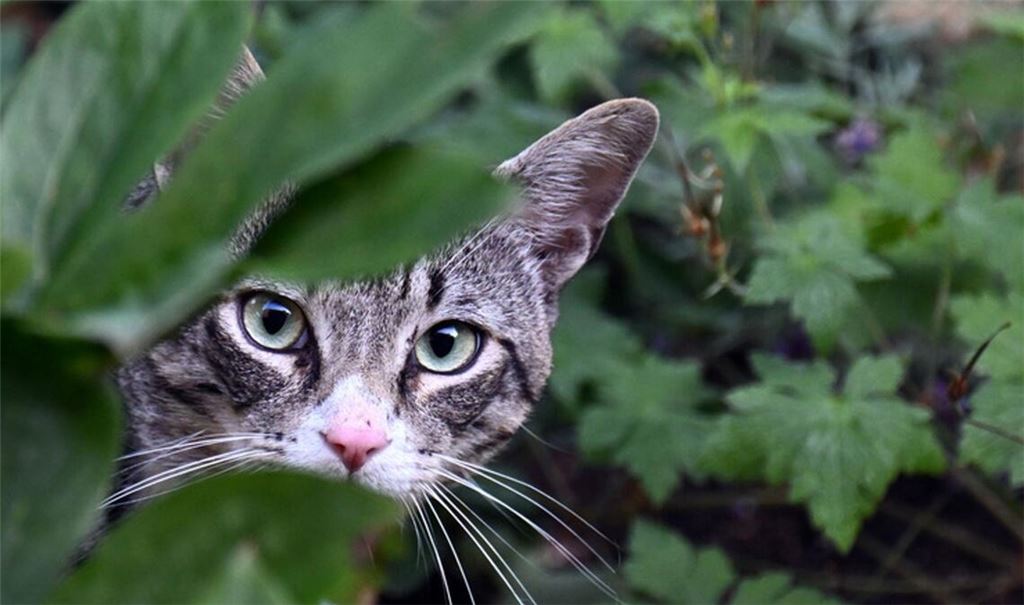 Das Tier sei am Dienstag in Wilhelmsdorf gefunden worden (Symbolbild).