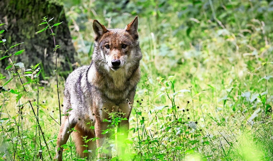 Das Tier verhaltensauffällig und sucht gezielt die Nähe von Menschen. (Symbolbild)