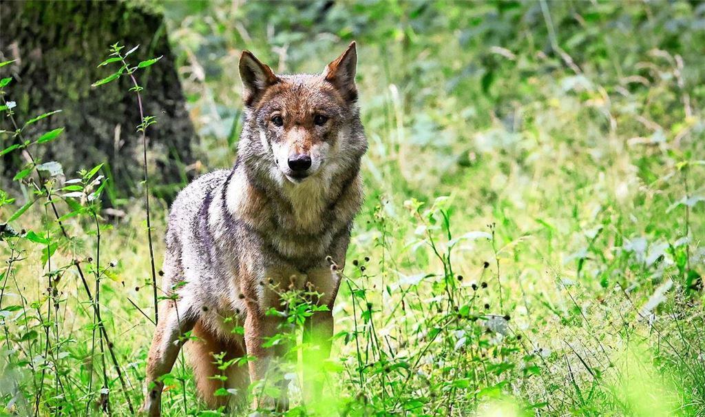Das Tier verhaltensauffällig und sucht gezielt die Nähe von Menschen. (Symbolbild)