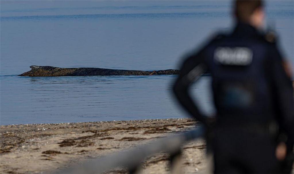 Das Tier wurde in der Nacht zum Montag laut Polizei im Wasser vor dem Ortsteil Niendorf in Timmendorfer Strand entdeckt.