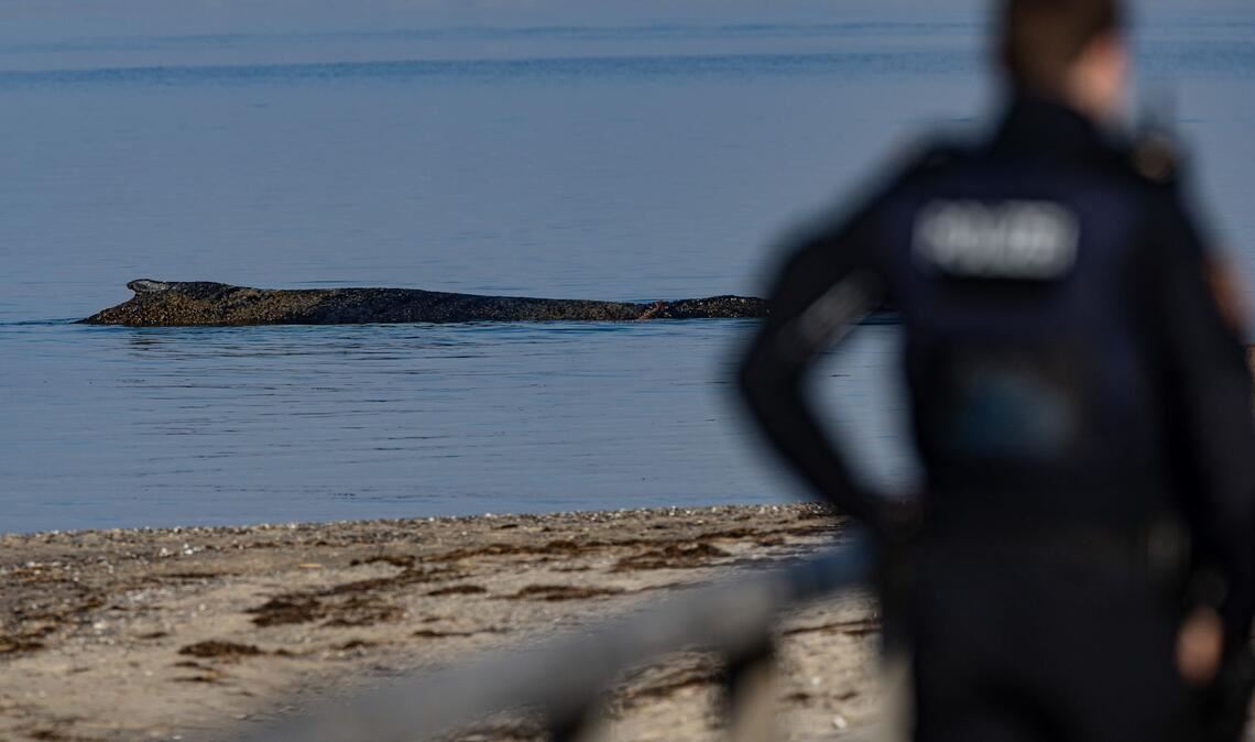 Das Tier wurde in der Nacht zum Montag laut Polizei im Wasser vor dem Ortsteil Niendorf in Timmendorfer Strand entdeckt.