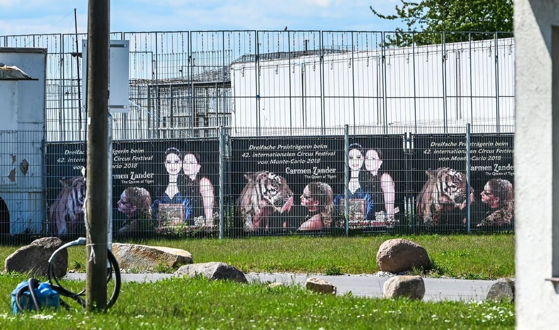 Das Tigergehege genügt laut Behörden nicht den Anforderungen. (Archivbild)