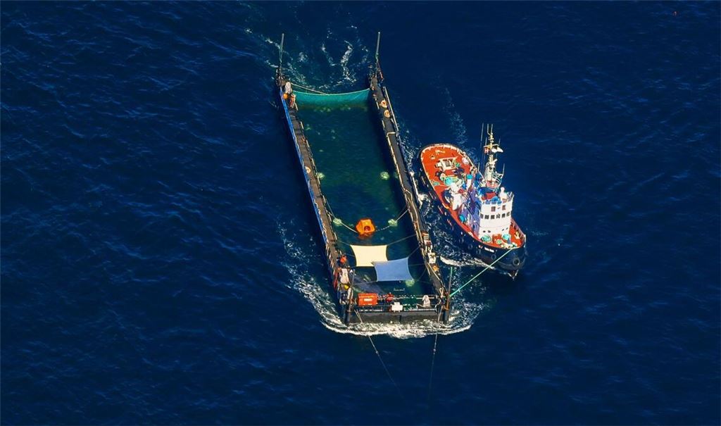 Das Transportschiff mit dem Wal ist seit mehreren Tagen unterwegs.