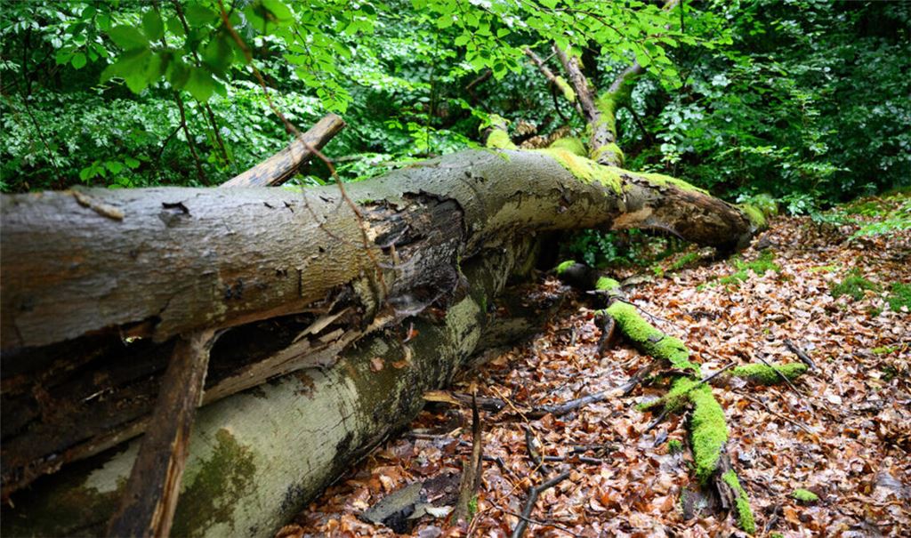 Das Umstürzen von Bäumen ist laut Gesetz eine „wald-typische Gefahr“ (Symbolbild). Wer in den Wald geht, muss darauf gefasst sein, dass etwas passieren kann.