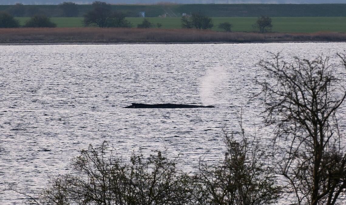 Das Umweltministerium Mecklenburg-Vorpommern hat entschieden, den Wal vor der Insel Poel weiter in Ruhe zu lassen. (Archivbild)