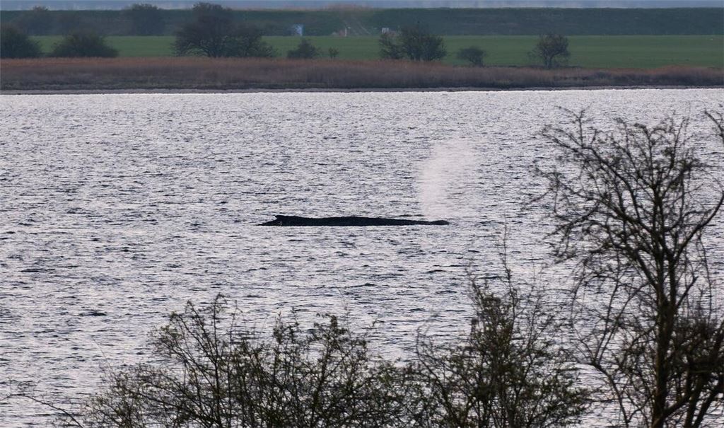 Das Umweltministerium Mecklenburg-Vorpommern hat entschieden, den Wal vor der Insel Poel weiter in Ruhe zu lassen. (Archivbild)